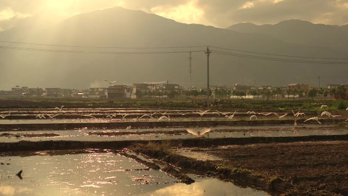 云南大理野生动物牛背鹭