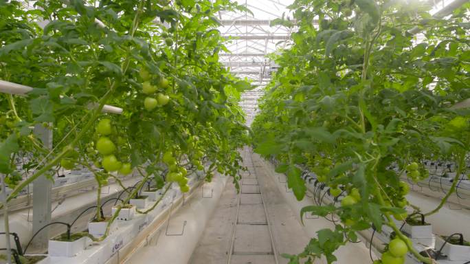 现代化农业 大棚  蔬菜 西红柿 栽种