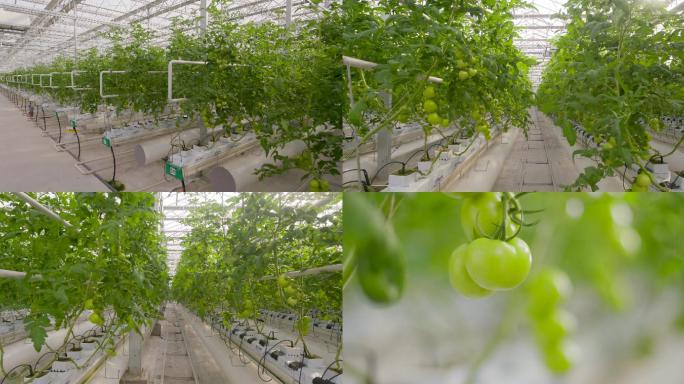现代化农业 大棚  蔬菜 西红柿 栽种