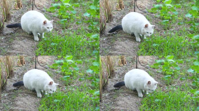 白猫在户外吃草
