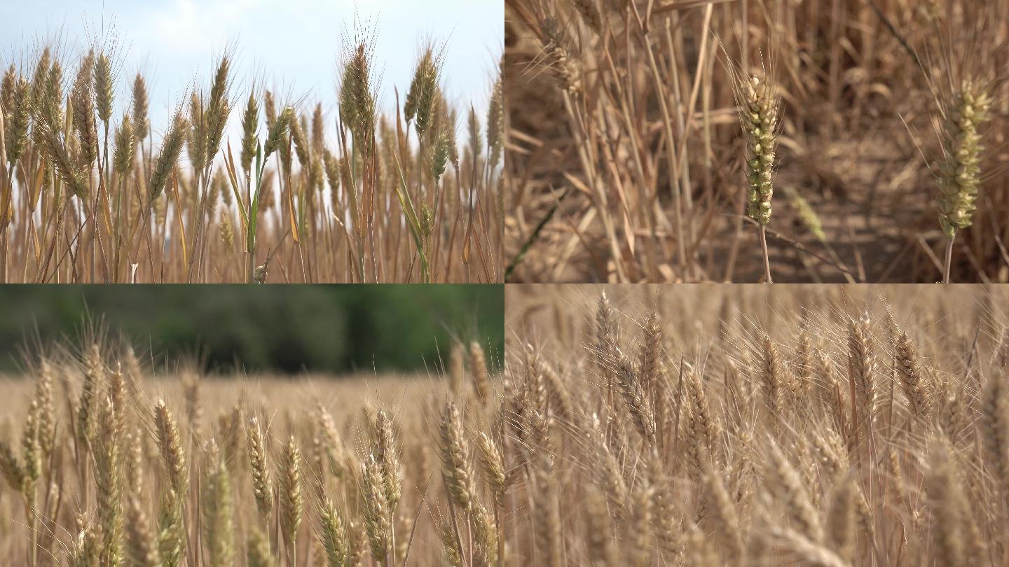 金黄色的小麦、成熟的麦子、麦田、麦地