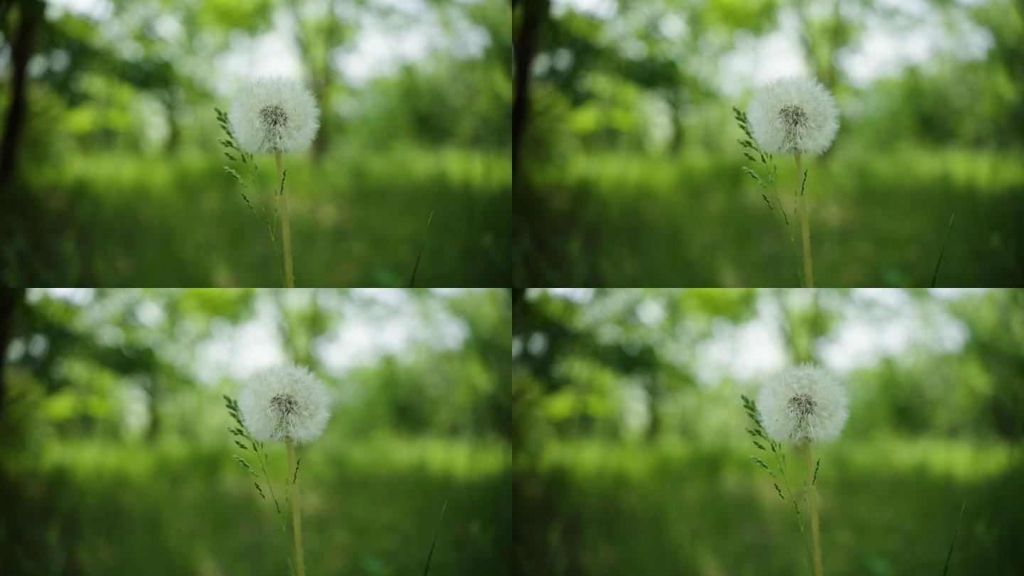 8k蒲公英夏天万物复苏植被大自然