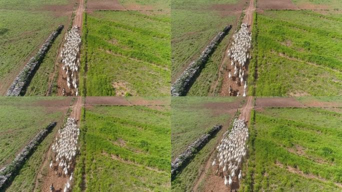 巴西马托格罗索州放牧牛鸟瞰图