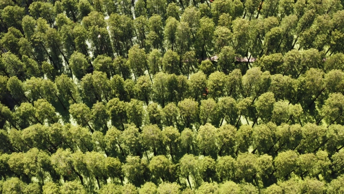 渌洋湖湿地公园水上森林空镜