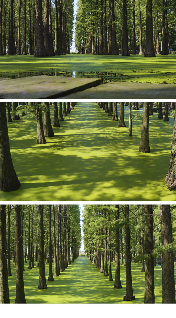 渌洋湖湿地公园水上森林空镜