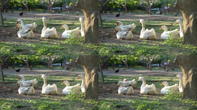 鹅群在树下休息养殖户散养鹅
