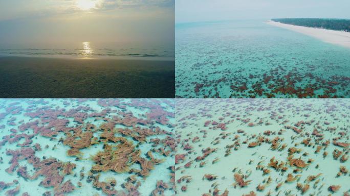 航拍涠洲岛玻璃海马尾藻