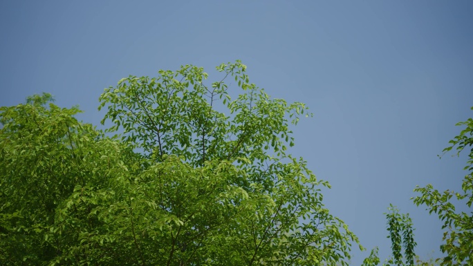 8k树木自然清新空境唯美新鲜空气蓝天
