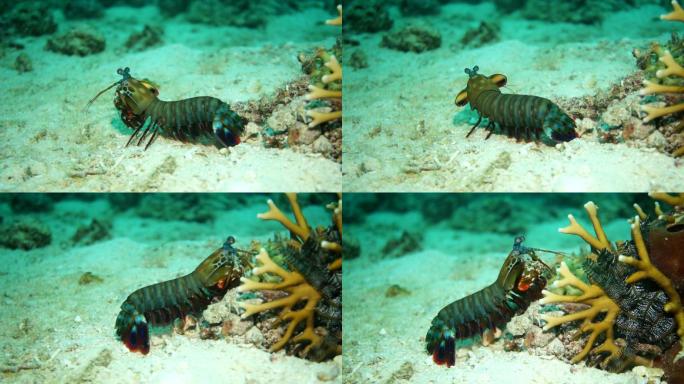 螳螂虾海洋虾皮皮虾珊瑚