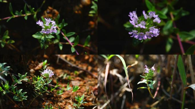 地椒 唇形科 百里香属  蜜源植物 药用