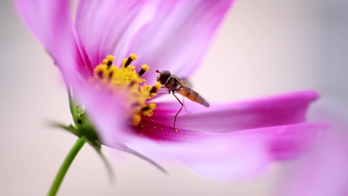 蜜蜂采蜜特写