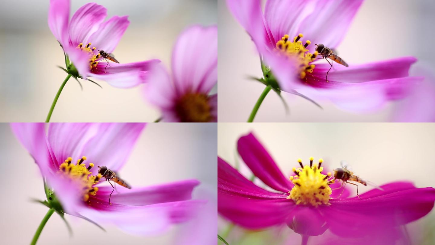 蜜蜂采蜜特写