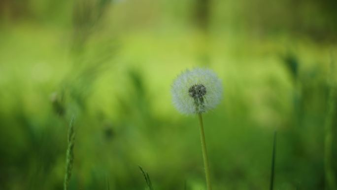 8k蒲公英夏天万物复苏植被大自然