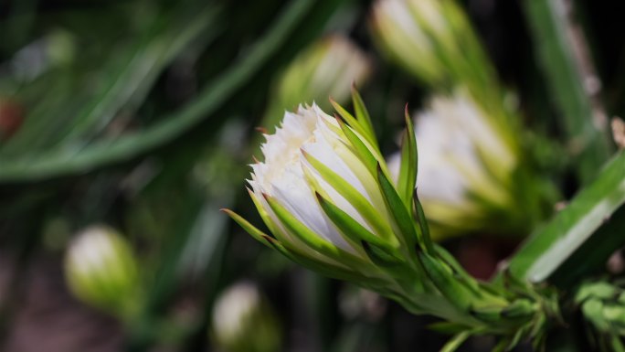 火龙果花盛开，时光流逝