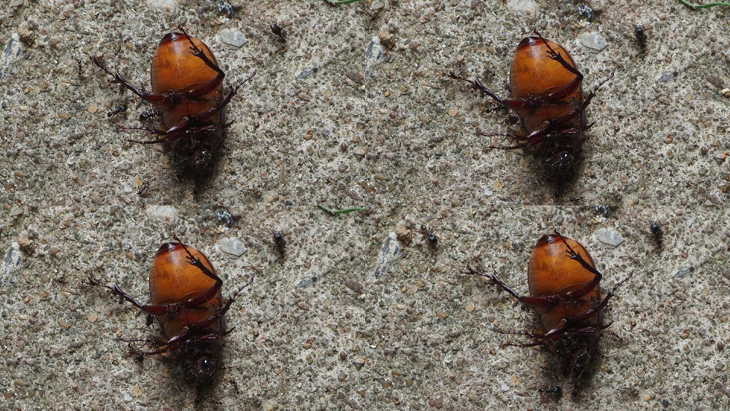 一群黑蚂蚁猎食甲虫