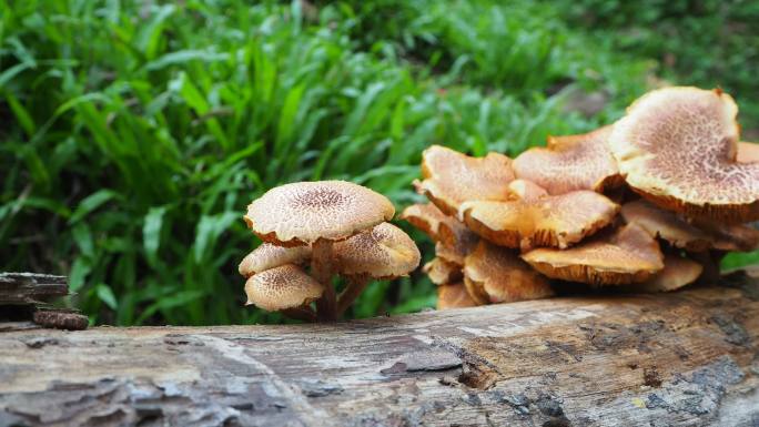 原木上的蘑菇野生菌