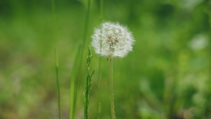 8k蒲公英夏天万物复苏植被大自然