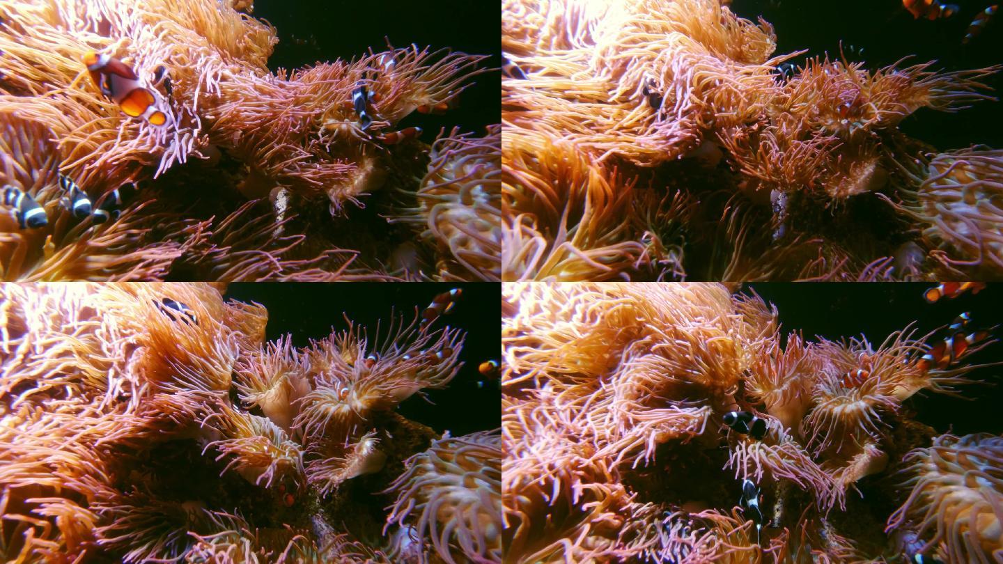 小丑鱼和海葵海底生物