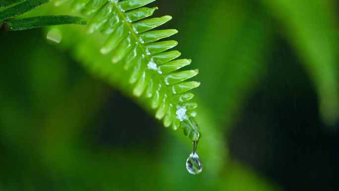 森林绿色植物雨中水滴滴落慢镜头视频素材