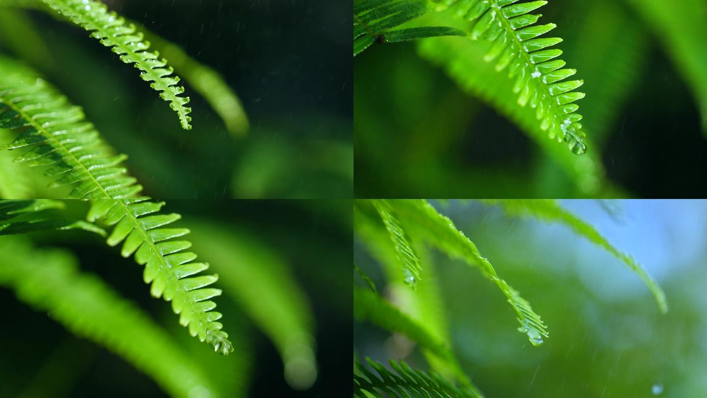 森林绿色植物雨中水滴滴落慢镜头视频素材