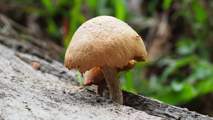 原木上的蘑菇野生蘑菇