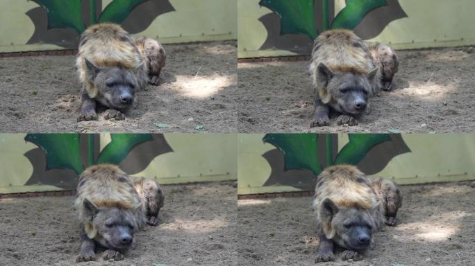 斑点鬣狗动物园