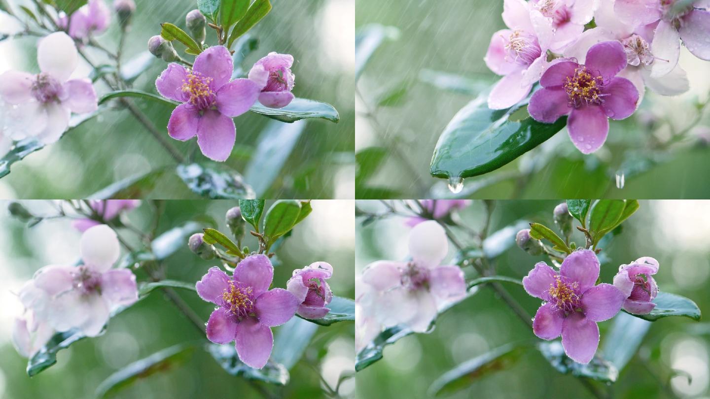 雨中的桃金娘，叶子上滴落的水滴升格视频