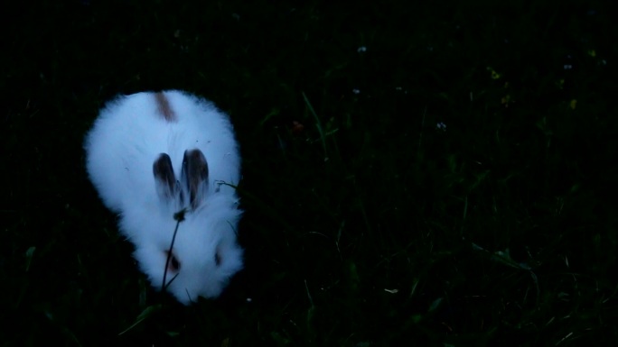 可爱的小白兔生物宠物白兔