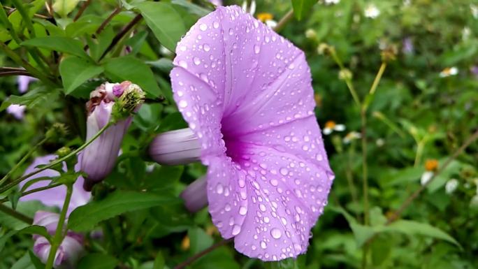 雨后鲜花野花五爪金龙牵牛花 爪龙掌叶牵牛