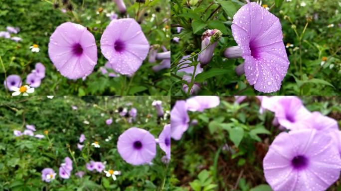 雨后鲜花野花五爪金龙牵牛花 爪龙掌叶牵牛