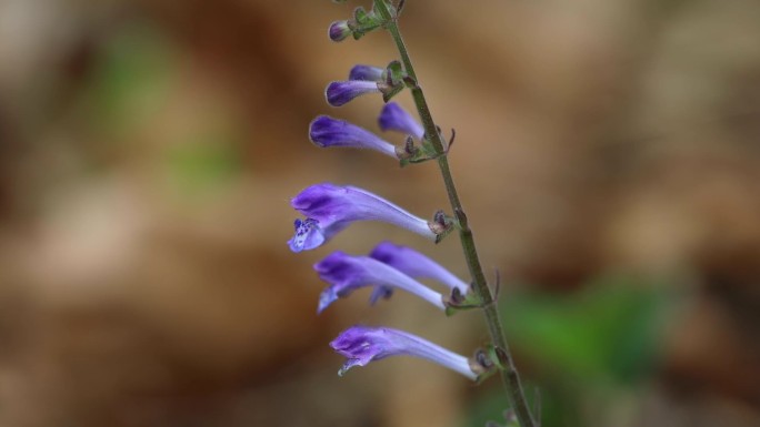 半枝莲 唇形科 黄芩属 花朵 植株 药用