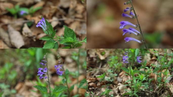 半枝莲 唇形科 黄芩属 花朵 植株 药用