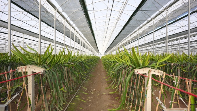 温室龙果种植种植农业乡村振兴水果蔬菜秋天