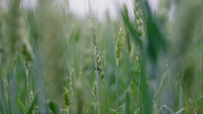小麦上的爬动瓢虫