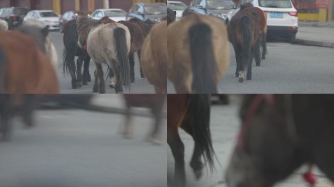马群走在街道上视频素材