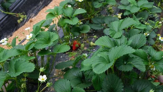 草莓采摘园高清实拍素材