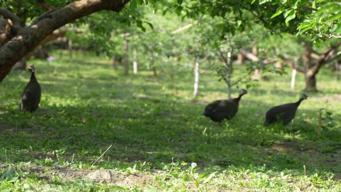 农家饲养珍稀家禽珍珠鸡菜园放养