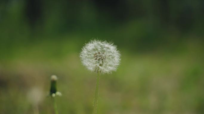 8k蒲公英夏天万物复苏植被大自然