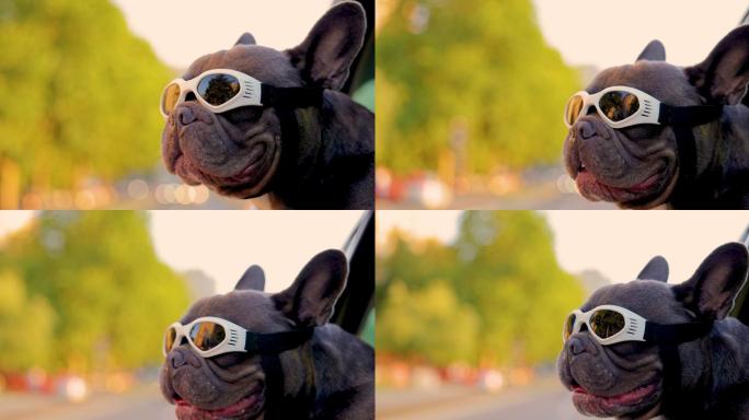 好奇可爱的灰色法国斗牛犬，戴着护目镜，斜靠在车窗外享受公路旅行