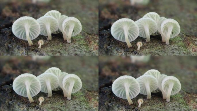 原木上的蘑菇白色蘑菇