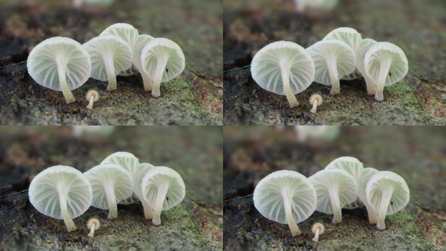 原木上的蘑菇白色蘑菇