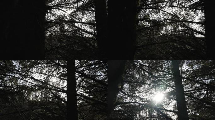 挪威森林：春季云杉和松树的细节