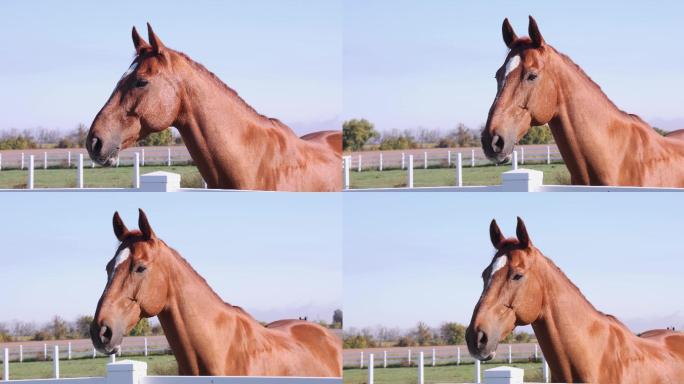 围栏内一匹马眨眼的四分之三视图