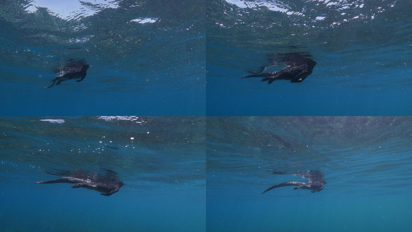 与加拉帕戈斯海洋鬣蜥并肩游泳