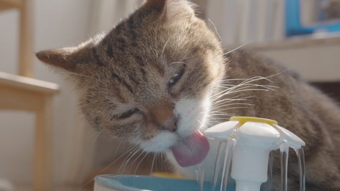 猫从宠物饮水机饮水。