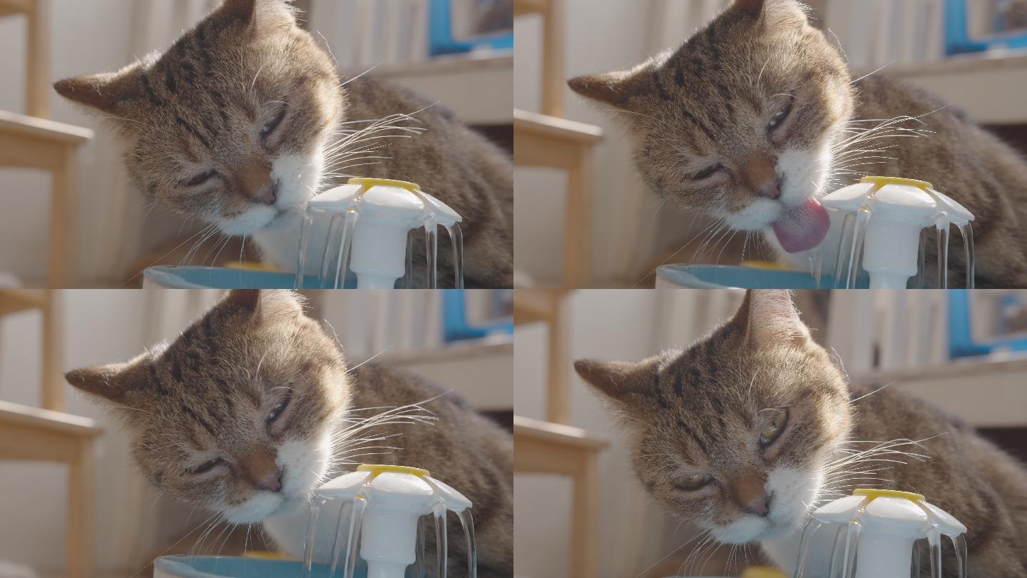 猫从宠物饮水机饮水。