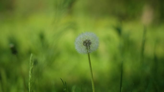 8k蒲公英夏天万物复苏植被大自然