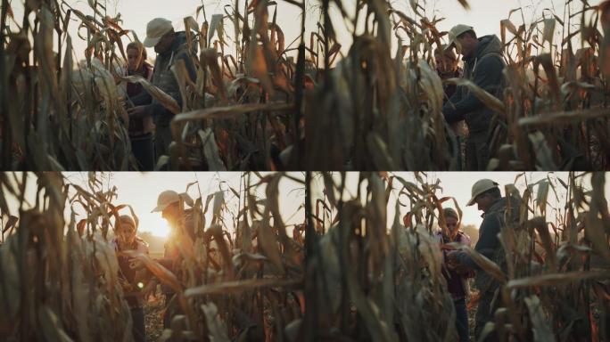日落时分，一对农民在检查玉米