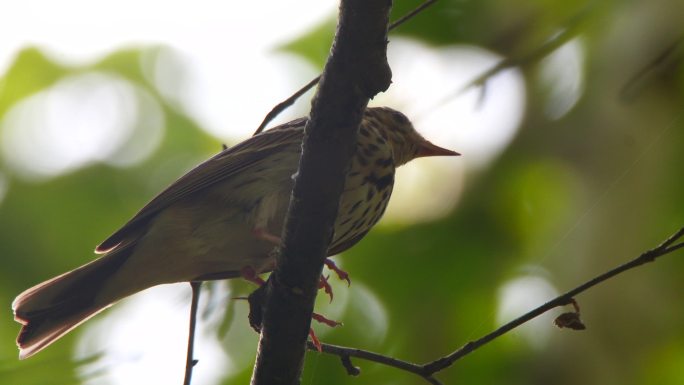 橄榄背琵琶（Anthus hodgsoni）-兴安自然保护区