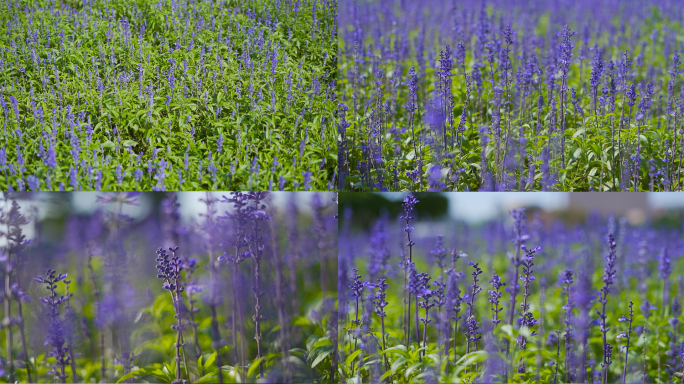 蓝花鼠尾草花海一串蓝花海